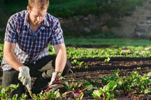 Professional lawn mowing service in Balham