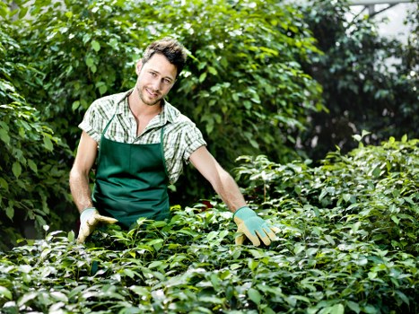 Healthy, neatly trimmed hedges in a residential garden