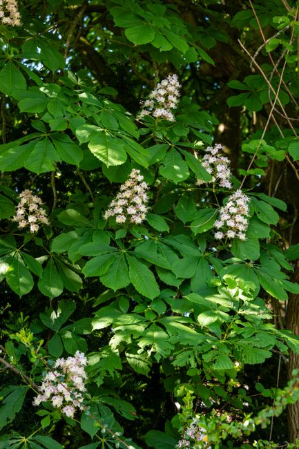 A dense garden scene featuring lush green foliage with large, broad leaves and clusters of delicate white flowers. The plants appear well-maintained, with some leaves showing a glossy texture in the s