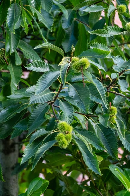 A dense garden scene featuring lush green foliage with large, broad leaves and clusters of delicate white flowers. The plants appear well-maintained, with some leaves showing a glossy texture in the s